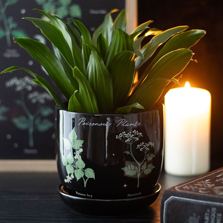 Potted plant in a black pot with botanical designs, candle, and chalkboard in the background